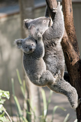 Fototapeta premium mama koala i joey