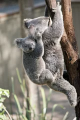 Tableaux ronds sur aluminium brossé Koala maman koala et joey