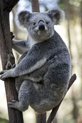 Tableaux ronds sur aluminium brossé Koala an Australian koala with joey