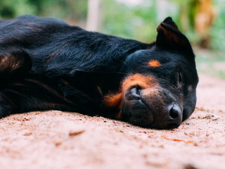 My Cute Black Dog