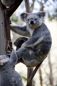 mother koala and joeys
