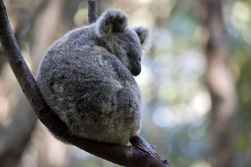 Papier Peint photo Lavable Koala an Australian koala