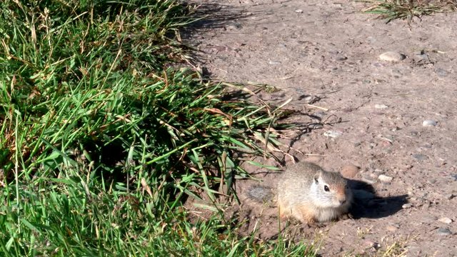 an uinta ground squirrel stands on its hind legs in the grand tetons national park in the united states