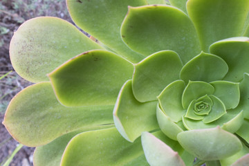 Succulent center four