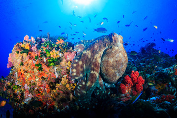 A large beautiful Octopus on a colorful, tropical coral reef