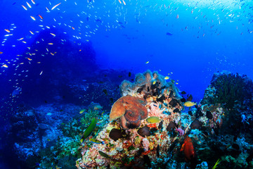 A large beautiful Octopus on a colorful, tropical coral reef
