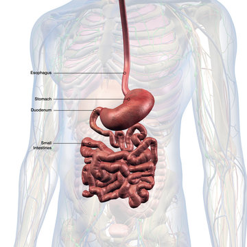 Esophagus, Stomach and Small Intestines Labeled in Male Internal Anatomy