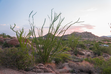 Ocotillo cactus grow on the slopes of the Pinnacle Peak Park in the Scottsdale community, AZ.