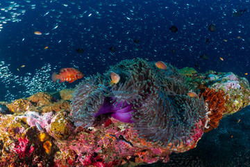 Skunk Clownfish on a colorful, healthy, tropical coral reef