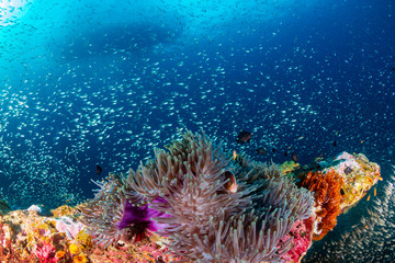 Fototapeta na wymiar Skunk Clownfish on a colorful, healthy, tropical coral reef