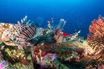 Fototapeta na wymiar Colorful Lionfish swimming arond an old ship wreck on a tropical coral reef