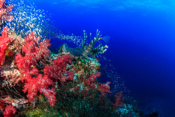 Fototapeta na wymiar Beautiful Red Lionfish swimmong on a colorful tropical coral reef