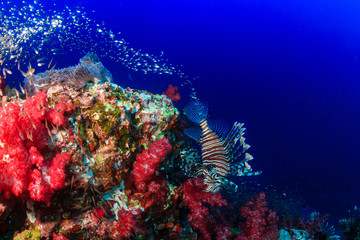 Beautiful Red Lionfish swimmong on a colorful tropical coral reef