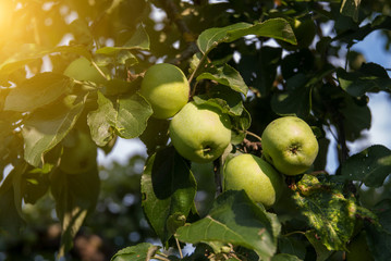 Green Apples on a tree in suny day.