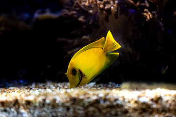 yellow fish eating at bottom of aquarium water tank