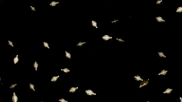 a colony of water fleas Daphnia on a dark field under a microscope