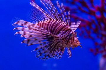 Fototapeta na wymiar Lion fish at bottom of aquarium water tank with blue background, under water life