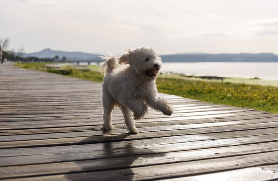 Cute dog running on walkway