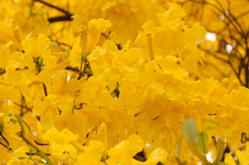 Closeup: Yellow Poui Tree Flowers