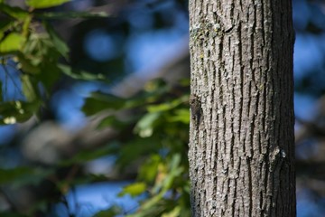 Cicada Bug on a tree trunk