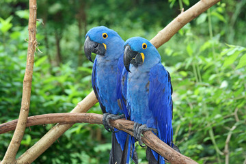 Blue macaw © jerzy