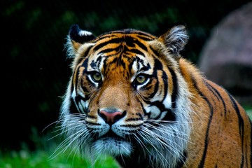 Fototapeta na wymiar Gorgeous Tiger