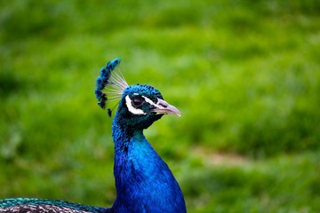 Fototapeta premium Proud Peacock