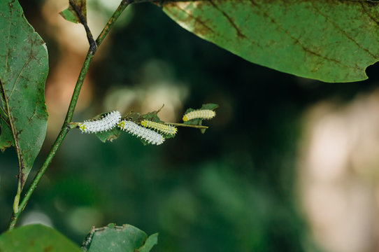 Samia caterpillars on leaves in garden