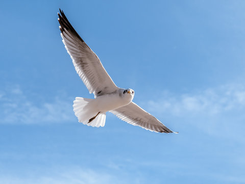 Close-up view of a single seagull flying in the sky and spreading its wings. Bird in flight looking at the camera. Blue sky with small white clouds in the background.
