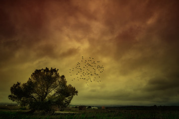 Storm, tree and birds