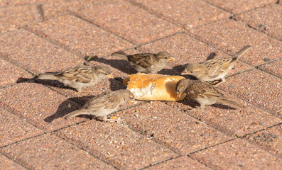 birds eating your sidewalk treat