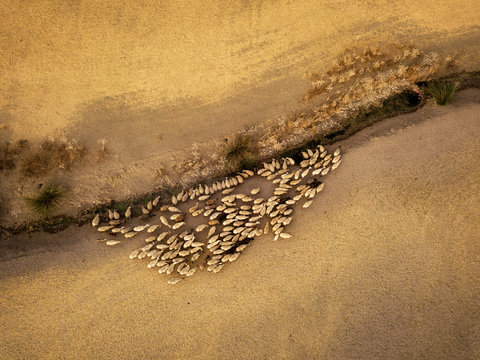 Aerial view of a flock, Andalusia