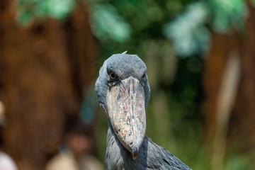 迫力満点のハシビロコウ