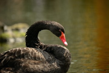 くつろぐコクチョウ
