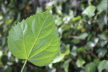 Leaf
