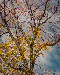 Fototapeta premium Golden tree at autumn day