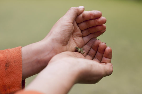 Holding a tree frog