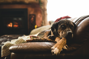 Dog by the fire