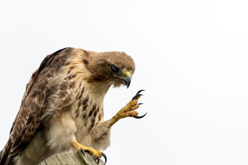 Red tailed hawk showing off his sharp claws. 