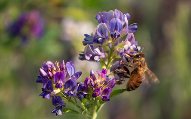 close up of a honey bee on a beautiful purple alfalfa