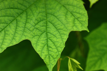 macro shot of green fresh papaya leaf blury background