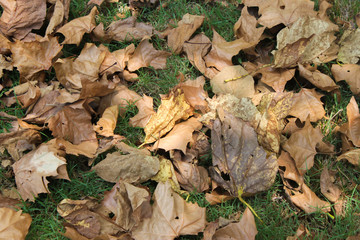 Autumn Leaves