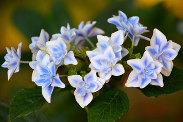 Stargazer hydrangea bloom is soft and ever-changing.