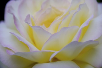 Lovely closeup of a yellow rose with pink petals.