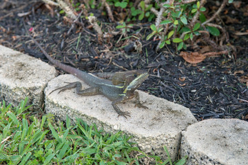 Lizard in the garden