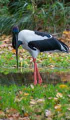 black and white bird