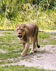 Female lion at zoo