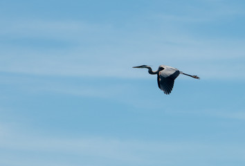 Blue Heron in flight