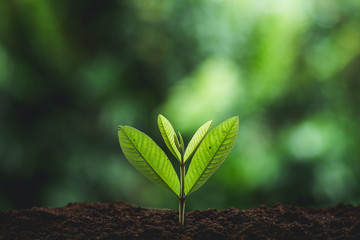 Fototapeta premium Plant seedlings in nature plant a tree green fresh natural background