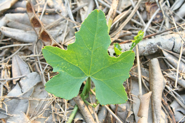Ivy gourd green plant growing in drought area on floor background